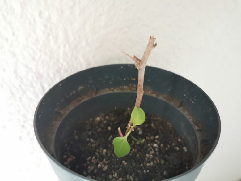 Bouture De Bougainvillier Avec Bouteille Un Coin Chez Soi